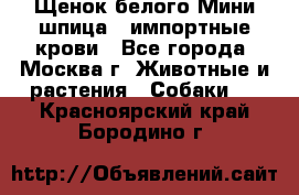 Щенок белого Мини шпица , импортные крови - Все города, Москва г. Животные и растения » Собаки   . Красноярский край,Бородино г.